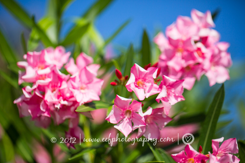 Amazing pink flowers, Sorobonne beach, jibe city, Bonaire beach Eef Ouwehand Commerciele fotografie